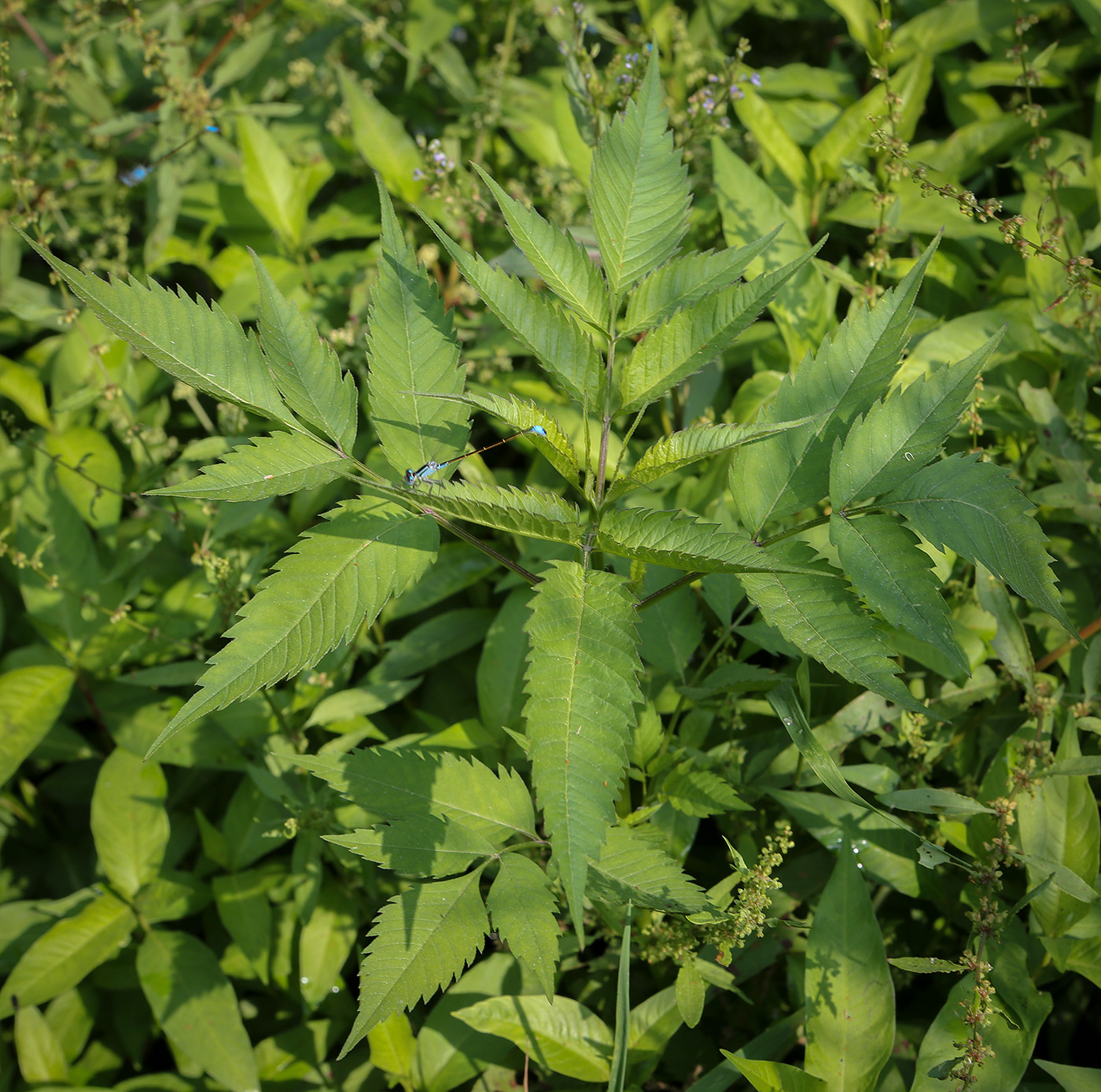 Image of Bidens frondosa specimen.