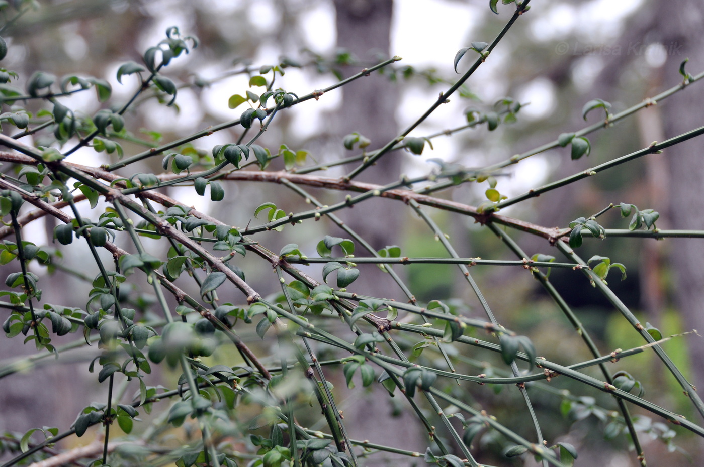 Изображение особи Неопознанный вид.