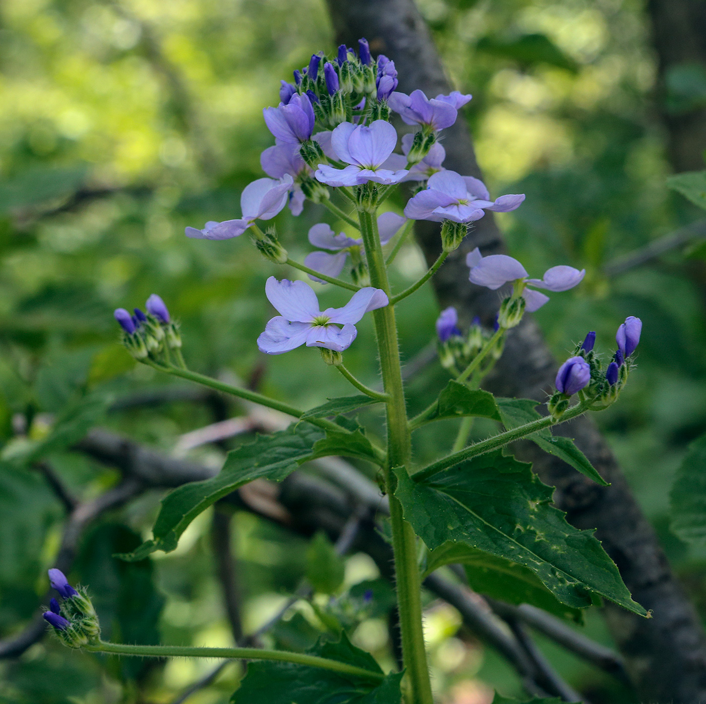 Image of Hesperis matronalis specimen.