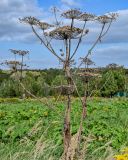 Heracleum sosnowskyi. Верхушка сухого побега с соплодиями. Тульская обл., Заокский р-н, окр. дер. Дворяниново, окраина залежи. 07.09.2025.