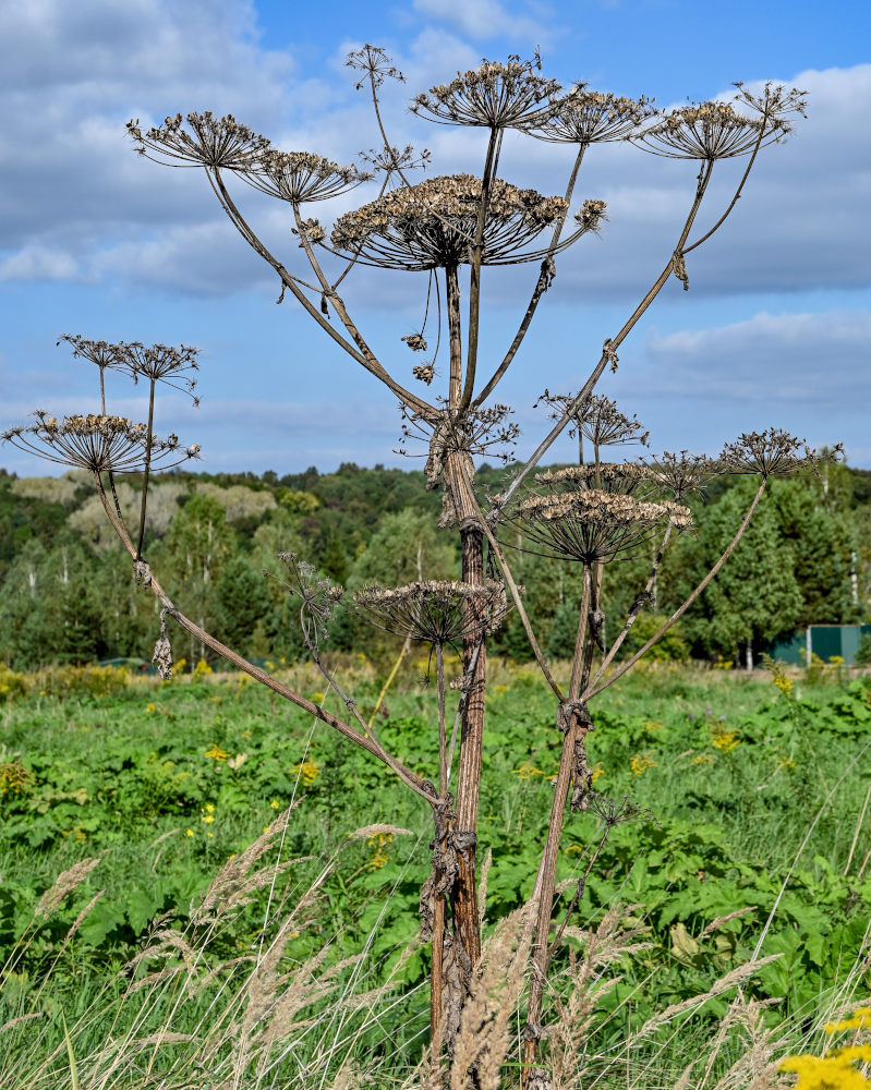Image of Heracleum sosnowskyi specimen.