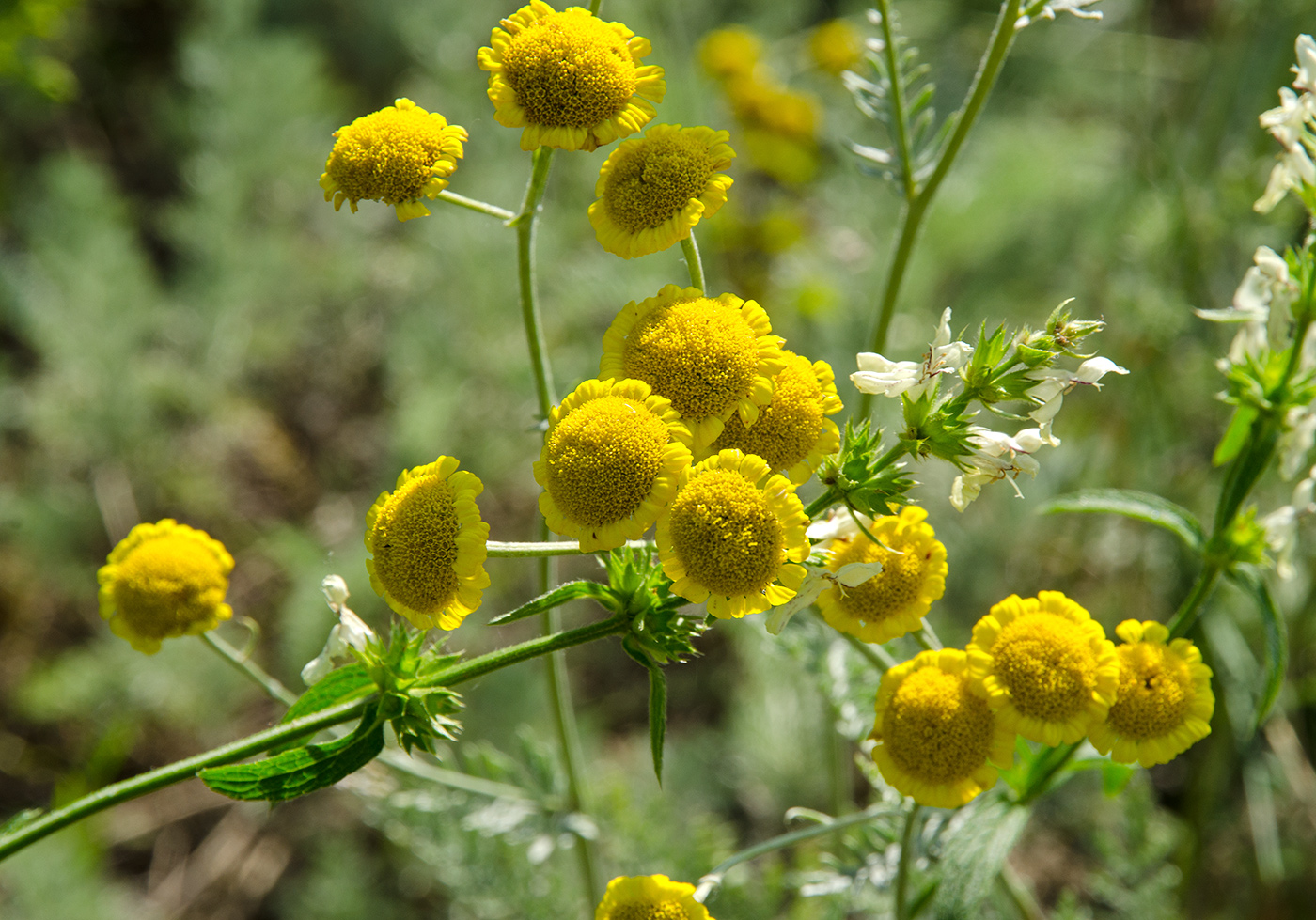 Изображение особи Tanacetum kittaryanum.