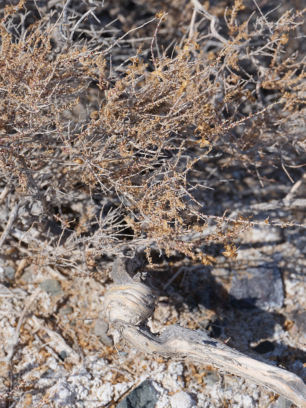 Image of Reaumuria songarica specimen.