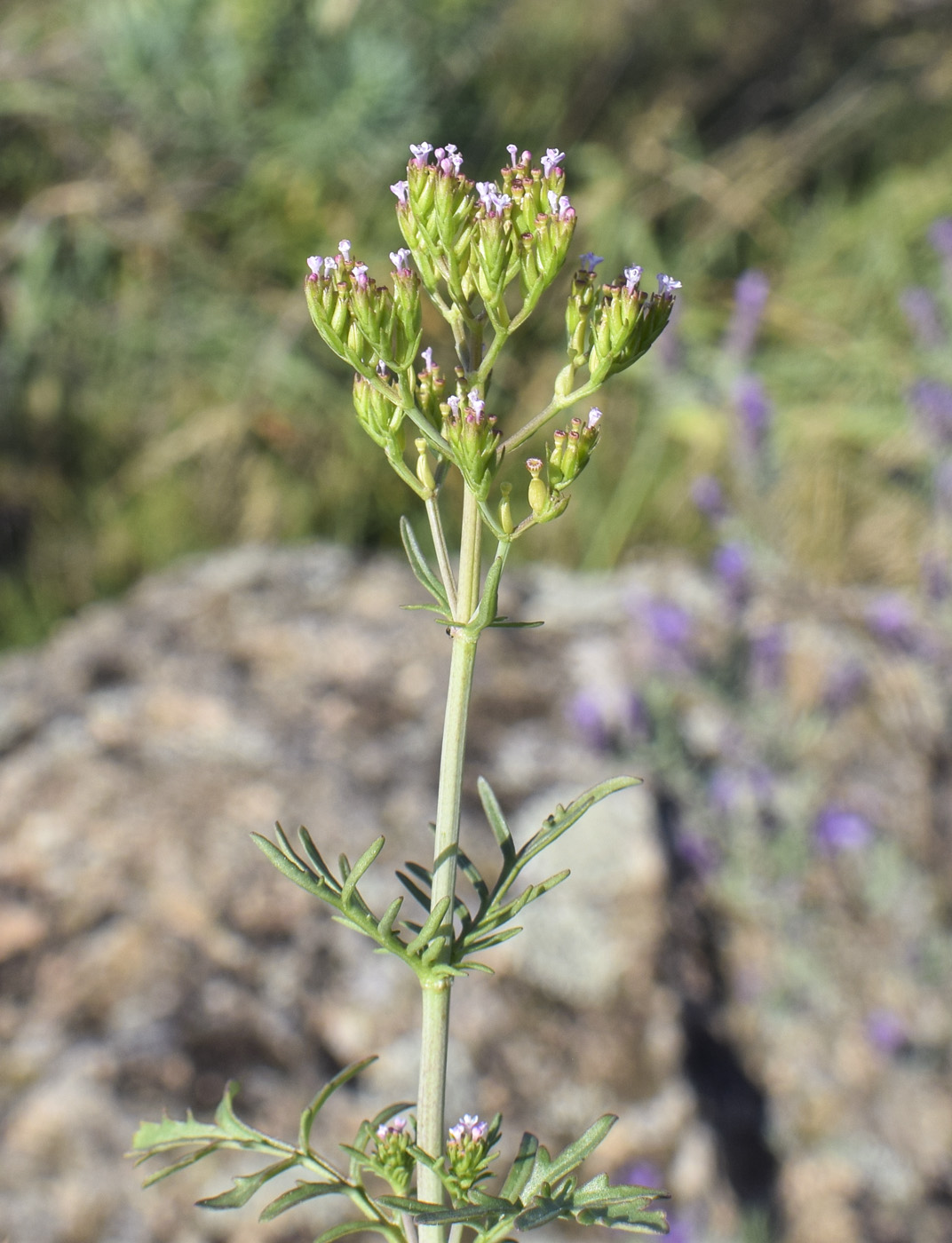 Image of Centranthus calcitrapae specimen.