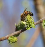 Salix bebbiana. Часть побега с женским соцветием и фуражирующей медоносной пчелой. Приморский край, Пограничный р-н, окр. пгт Пограничный, обочина дороги. 02.05.2026.