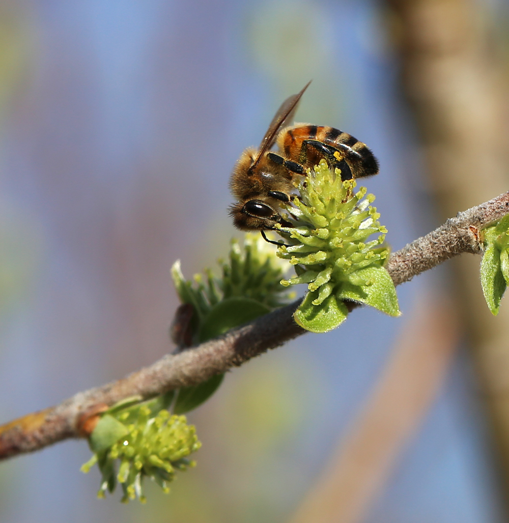Изображение особи Salix bebbiana.