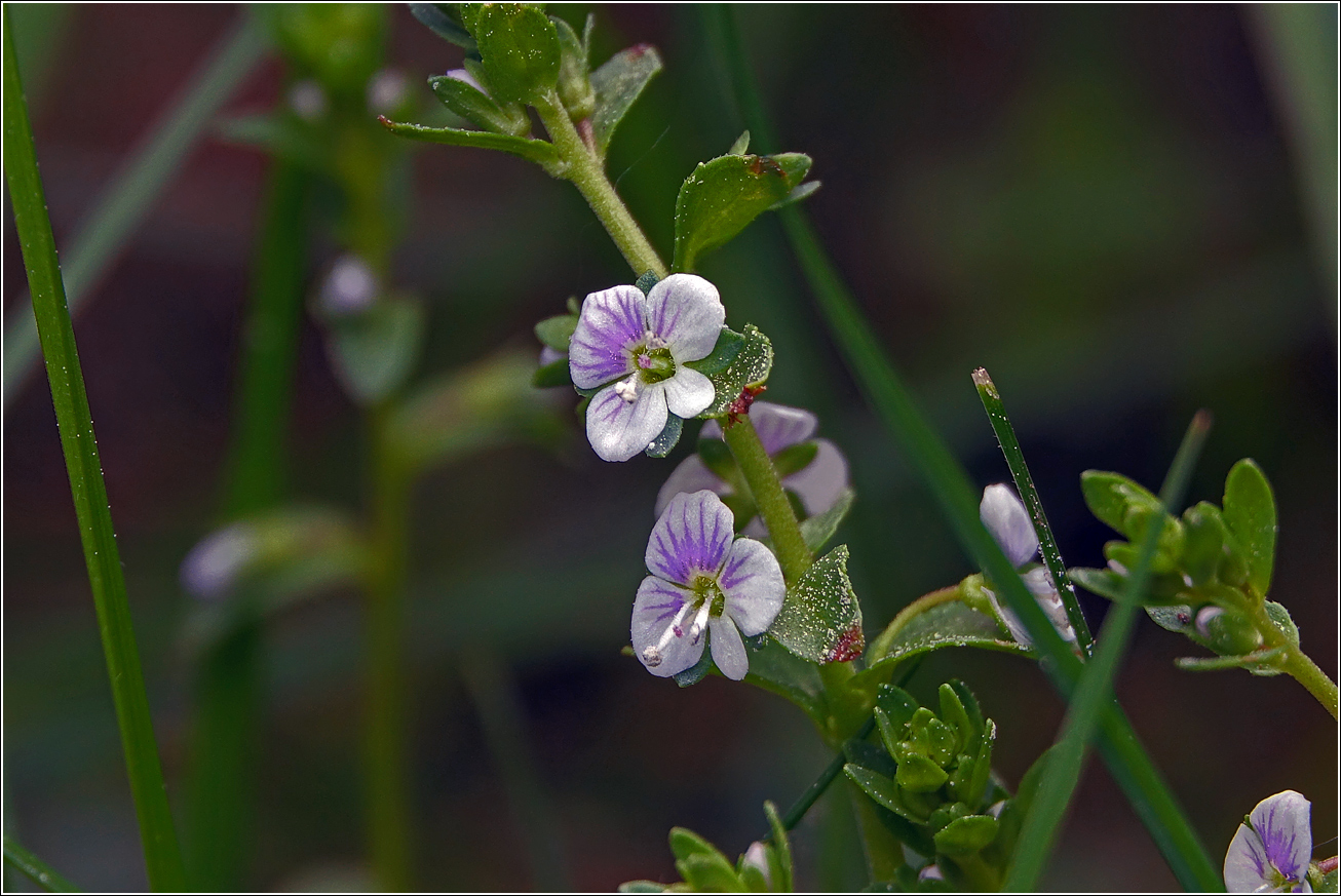 Image of Veronica filiformis specimen.