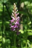 genus Dactylorhiza. Соцветие с цветками и бутонами. Ленинградская обл., Кировский р-н, пос. Дачное, в траве под деревьями. 19.06.2026.