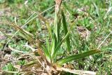 familia Cyperaceae. Нижняя часть расцветающего растения. Грузия, край Самцхе-Джавахети, Ниноцминдский муниципалитет, юго-восточный склон горы Патара-Абули, окр. крепости Кероглы, выс. ок. 2450 м н.у.м. 7 июня 2026 г.