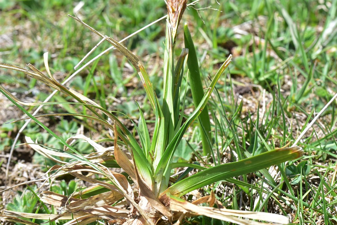 Image of familia Cyperaceae specimen.