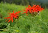 Lychnis fulgens