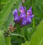 Astragalus danicus. Цветущее и формирующееся соцветия. Тульская обл., Богородицкий р-н, пос. Товарковский, дер. Лёвинка, переувлажнённый луг. 31.05.2026.