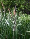 Carex acuta. Верхушка растения с соцветиями. Карелия, г. Петрозаводск, берег Петрозаводской губы Онежского озера. 07.06.2026.