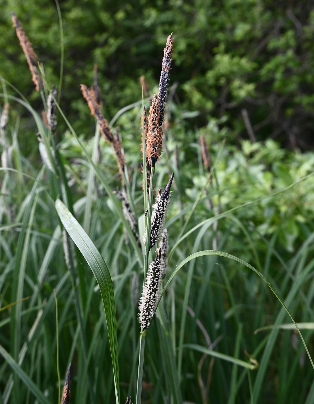 Image of Carex acuta specimen.