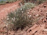Astragalus pseudotataricus
