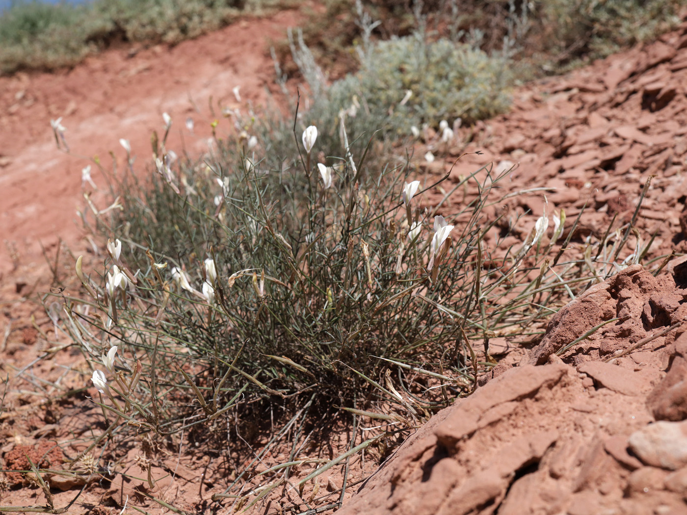 Image of Astragalus pseudotataricus specimen.
