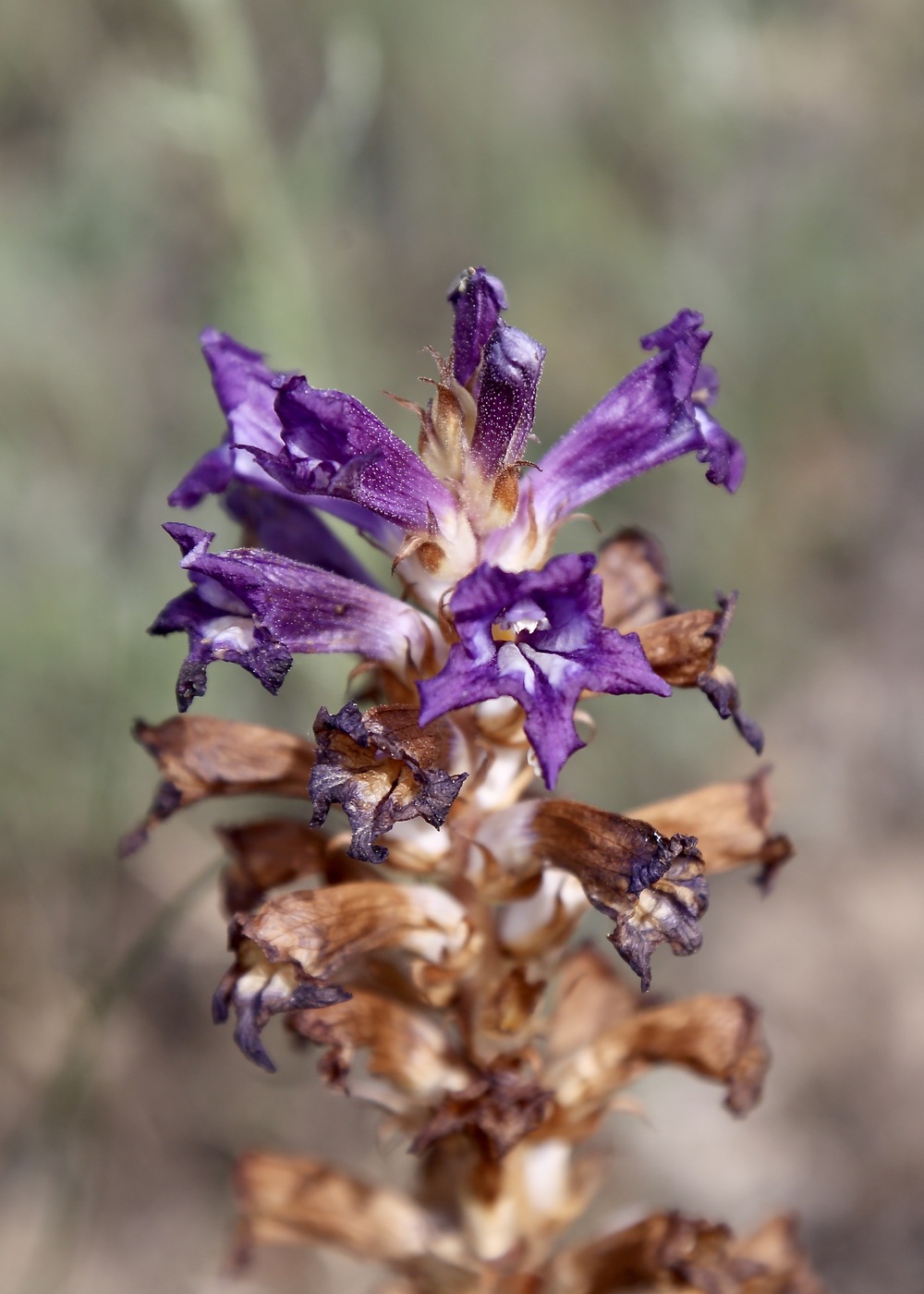 Image of Orobanche hansii specimen.