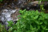 Mentha longifolia