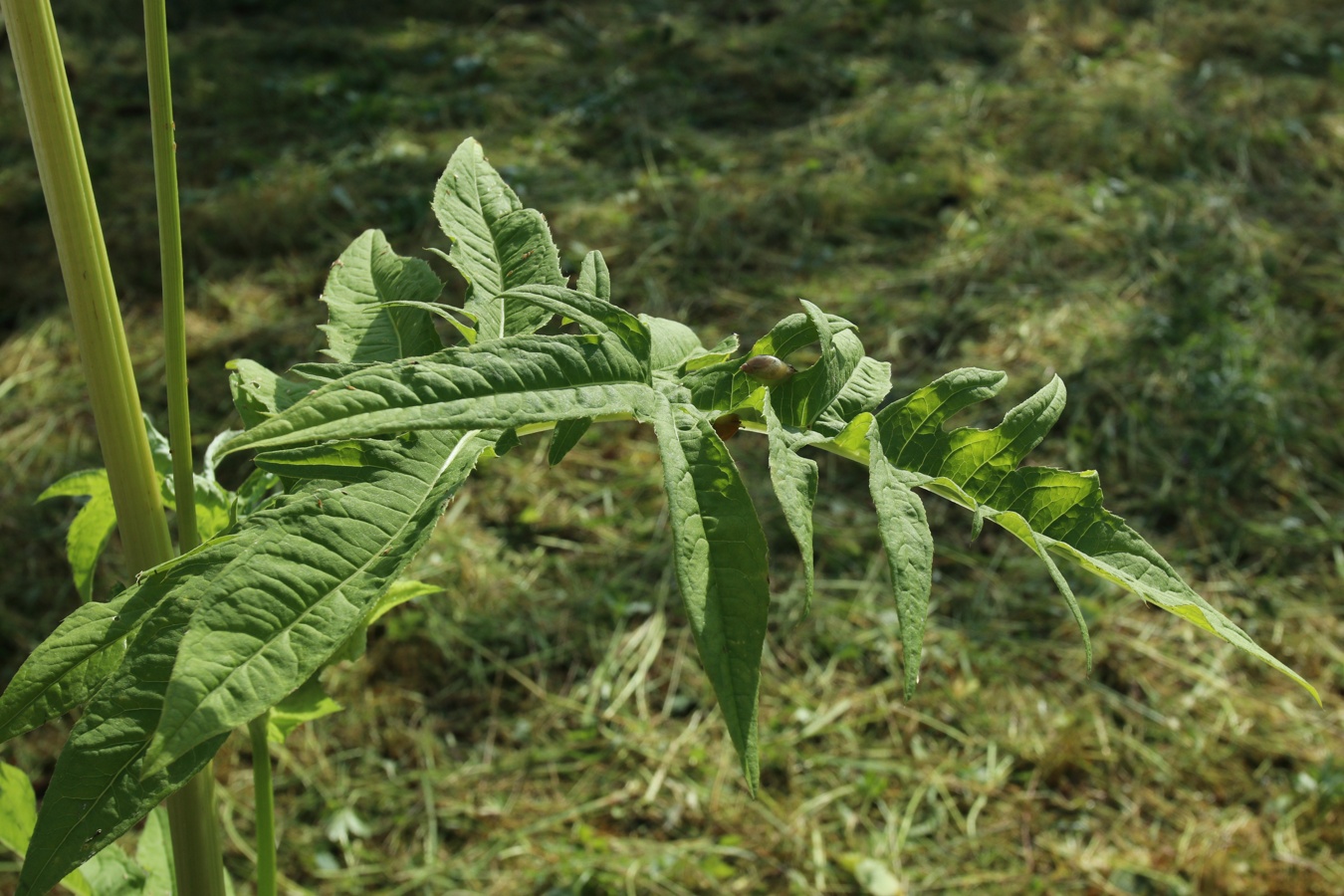 Image of Cirsium oleraceum specimen.