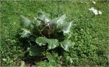 Brassica oleracea разновидность viridis. Развивающееся растение. Московская обл., Раменский р-н, окр. дер. Хрипань, садовый участок. 16.07.2026.
