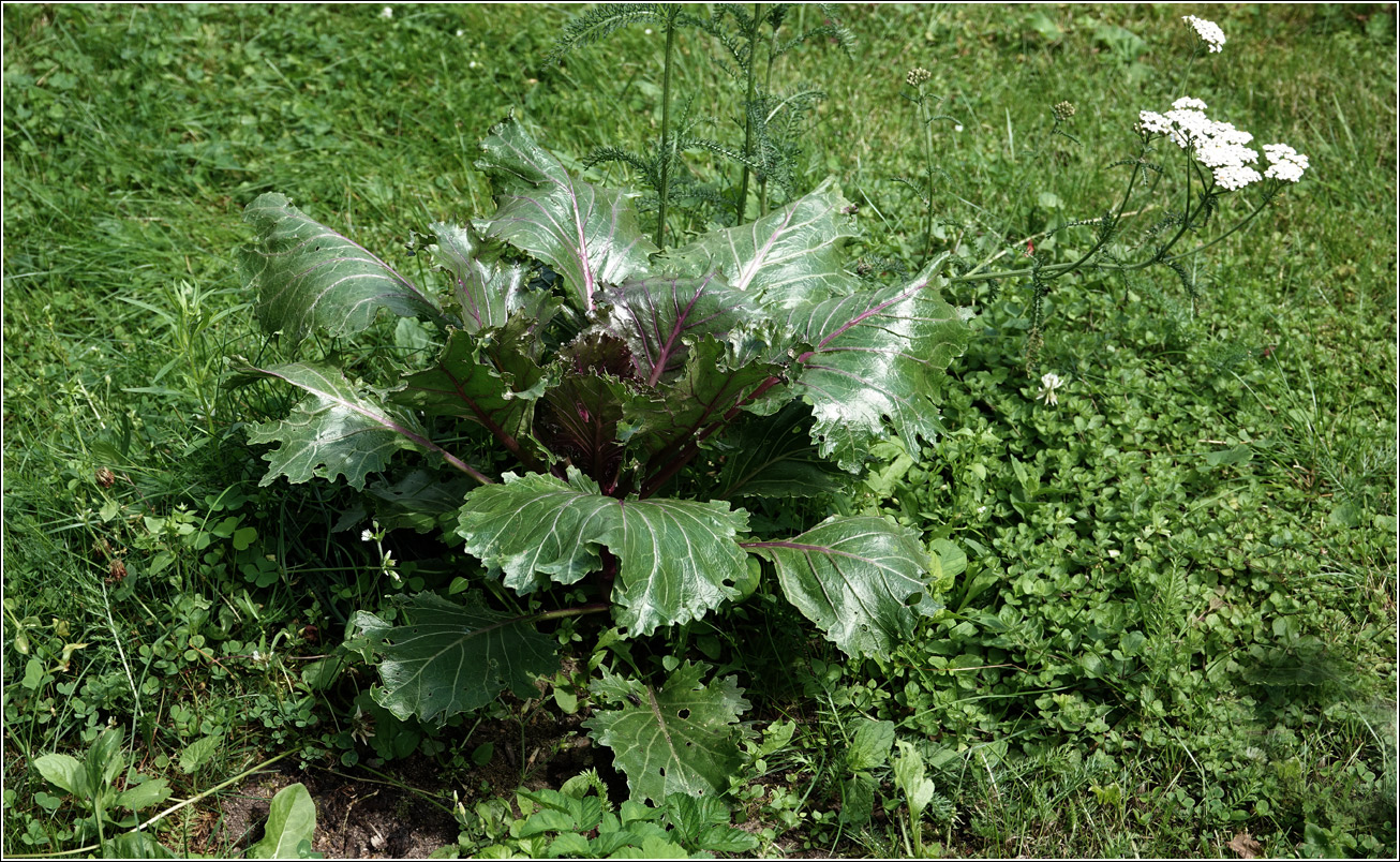 Изображение особи Brassica oleracea var. viridis.