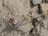 genus Oxytropis. Верхушка генеративного побега с соцветием и муравьём. Таджикистан, Горно-Бадахшанская автономная обл., Дарвазский р-н, Дарвазский хр., перев. Хабуработ, выс. ≈ 3200 м н.у.м., глинистый склон. 19 июня 2026 г.
