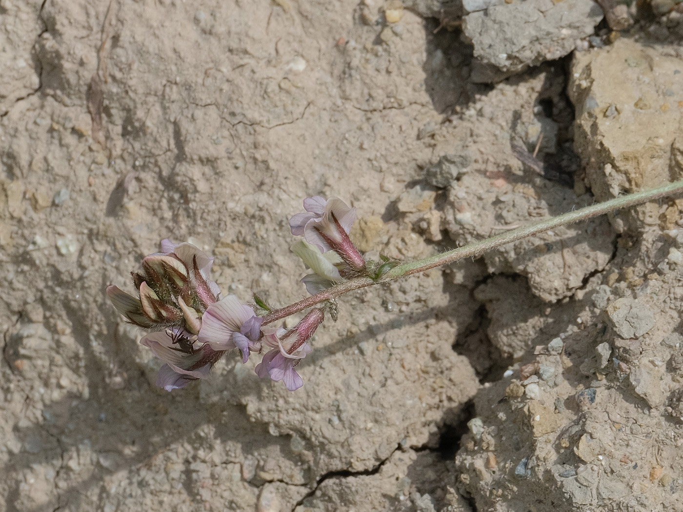 Image of genus Oxytropis specimen.