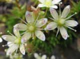 Saxifraga spinulosa. Цветки. Тува, хр. Обручева, р. Сынак. 12.07.2010.