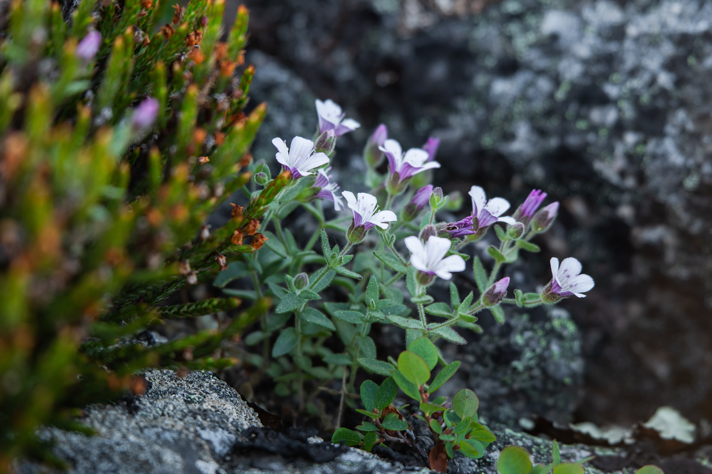 Изображение особи Gypsophila violacea.