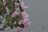 род Rhododendron