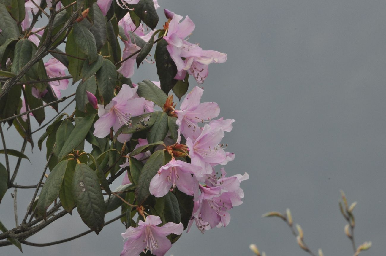 Image of genus Rhododendron specimen.