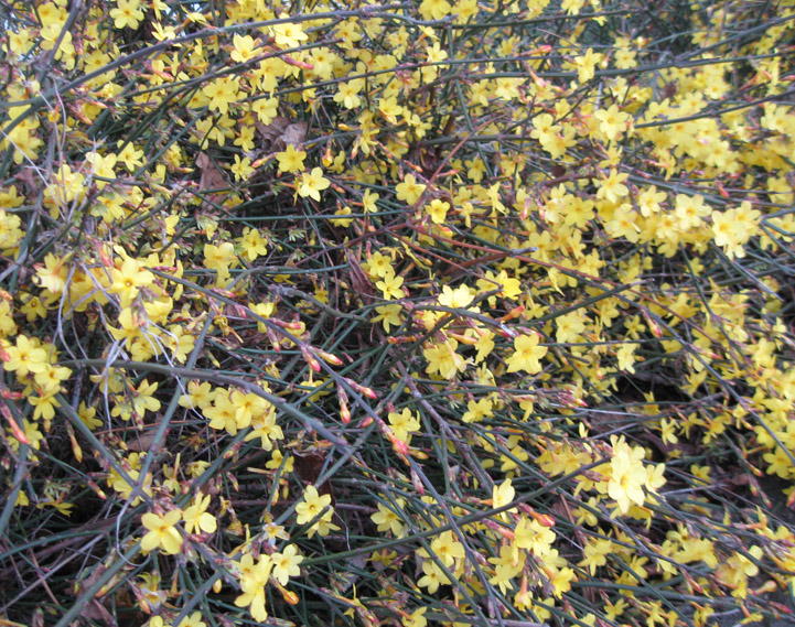 Image of Jasminum nudiflorum specimen.