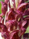 Anacamptis coriophora. Часть соцветия. Крым, Байдарская долина, окр. с. Кизиловое. 18.05.2010.