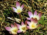 Colchicum speciosum