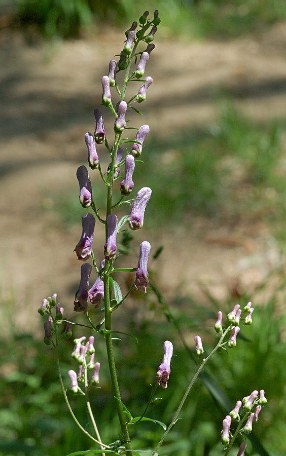Image of Aconitum moldavicum specimen.