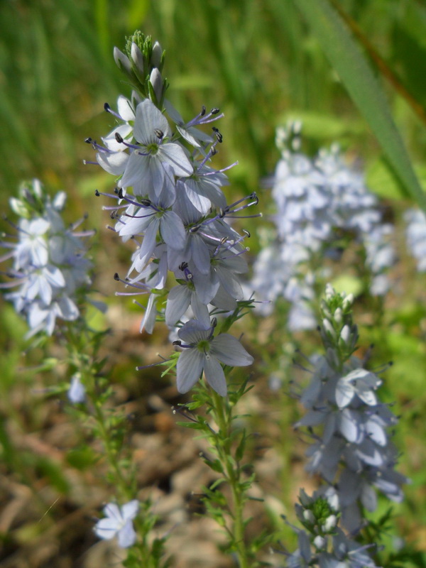 Изображение особи Veronica prostrata.