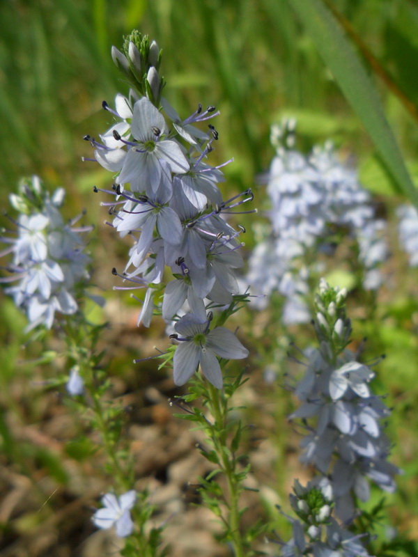 Image of Veronica prostrata specimen.