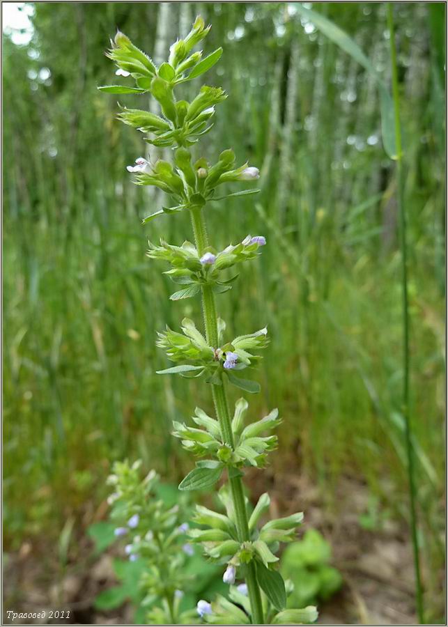 Изображение особи Dracocephalum thymiflorum.