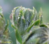 Picris hieracioides. Нераскрывшееся соцветие-корзинка (на листочках обвёртки видны характерные для вида белые паутинистые волоски). Украина, Киев, Южная Борщаговка, ул. Булгакова. 14 июня 2011 г.