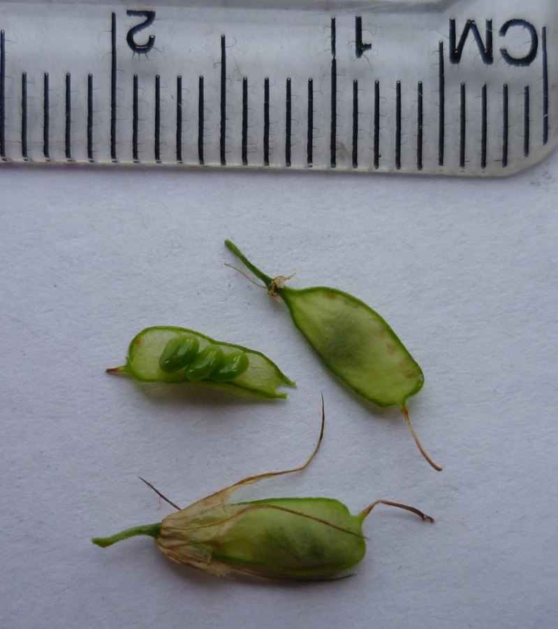 Image of Trifolium lupinaster specimen.