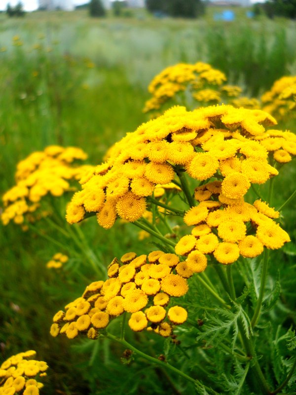 Изображение особи Tanacetum vulgare.