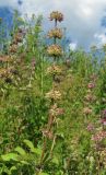 Salvia verticillata. Верхушка растения с общим соплодием. Архангельская обл., Вельский р-н, окр. г. Вельск, ж.-д. насыпь. 18.07.2011.