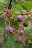 Amelanchier ovalis. Соплодие с созревающими плодами. Крым, окр. Алушты, гора Ай-Йори. 7 августа 2011 г.