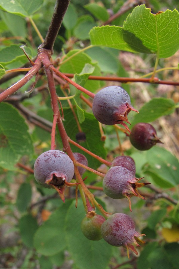 Изображение особи Amelanchier ovalis.