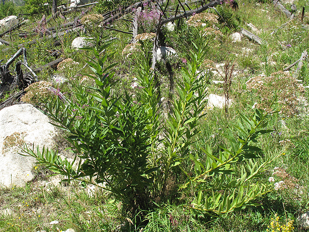 Изображение особи Eupatorium cannabinum.