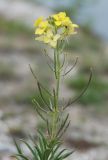 Erysimum flavum. Верхушка цветущего и плодоносящего растения. Иркутская обл., озеро Байкал, остров Ольхон, мыс Хобой. 25.07.2011.