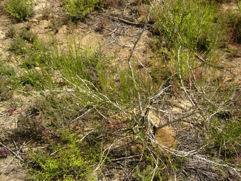 Image of Calligonum microcarpum specimen.