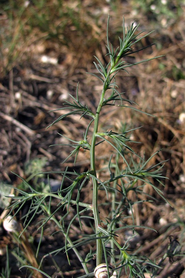 Изображение особи Salsola tragus.