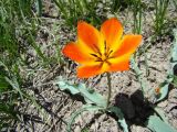 Tulipa ostrowskiana