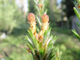 Pinus friesiana